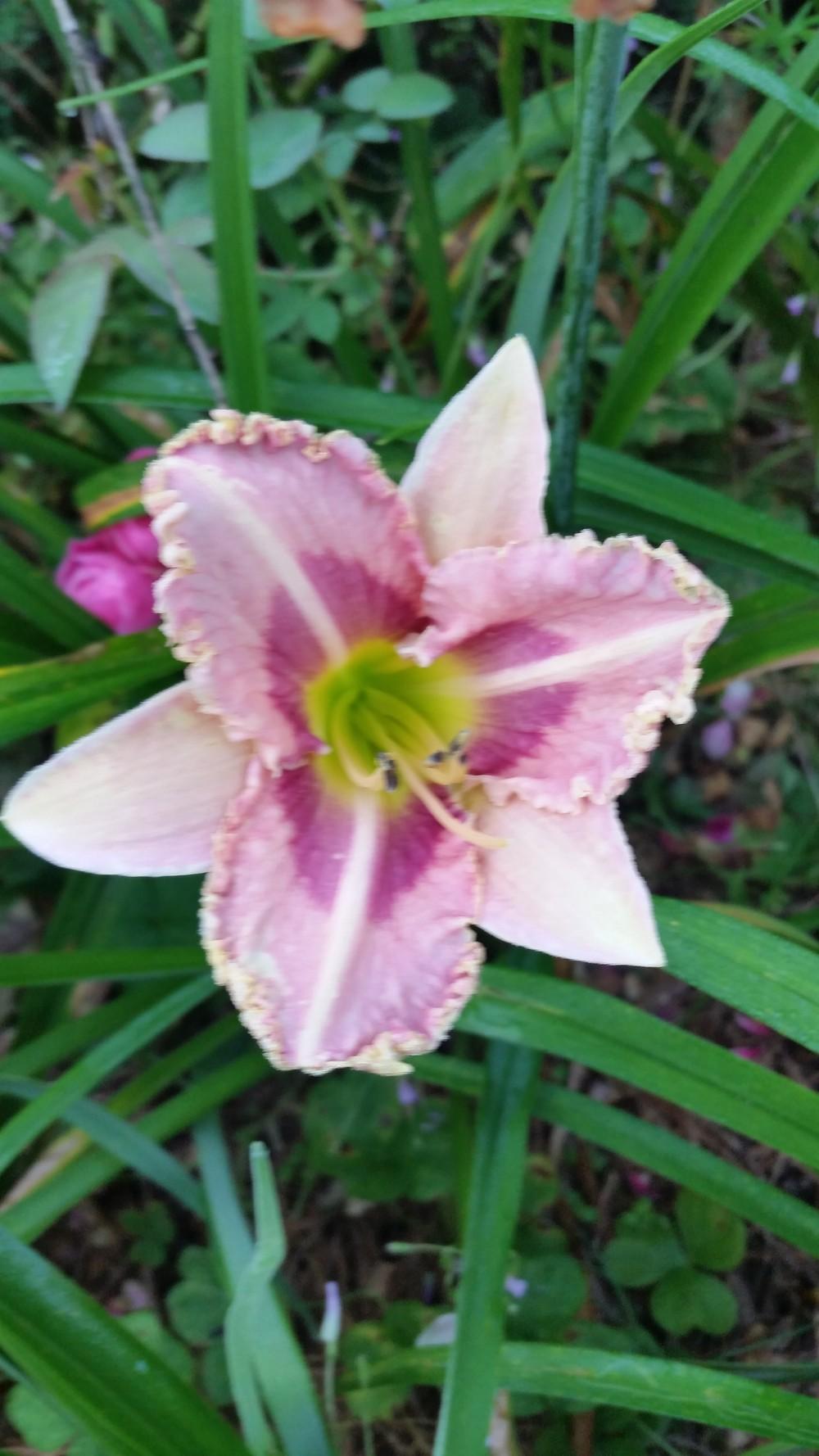 Photo of Daylily (Hemerocallis 'Gripping Power') uploaded by value4dollars