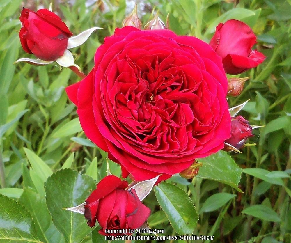 Photo of Rose (Rosa 'Rotkaeppchen') uploaded by zuzu