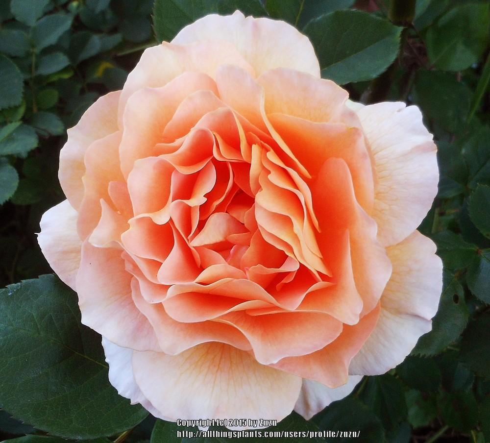 Photo of Rose (Rosa 'Honey Perfume') uploaded by zuzu