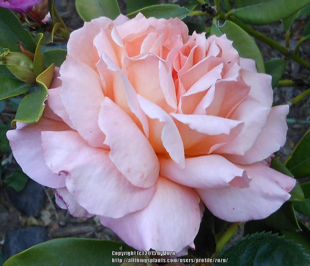 Photo of Rose (Rosa 'Paul Shirville') uploaded by zuzu