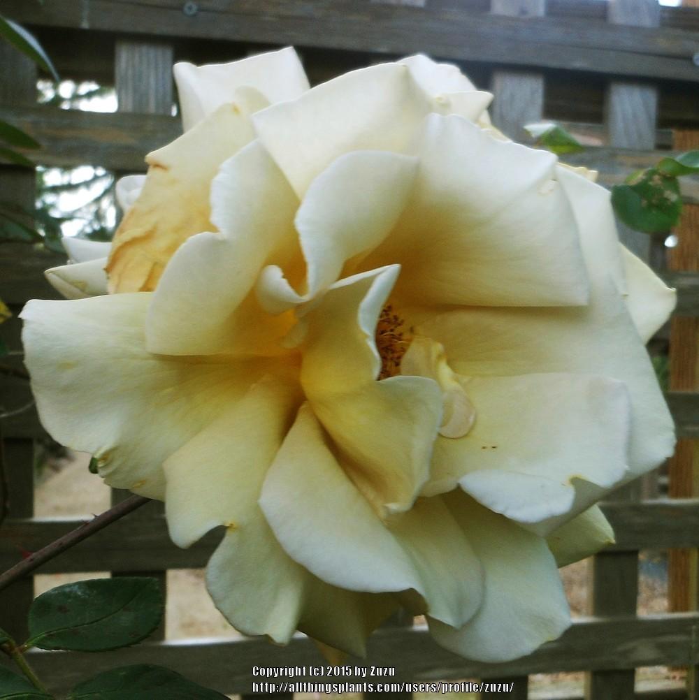 Photo of Rose (Rosa 'Butterscotch') uploaded by zuzu
