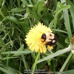 Location: Maryland
Date: 2015-05-01
Bee supping contentedly on dandelions in my yard