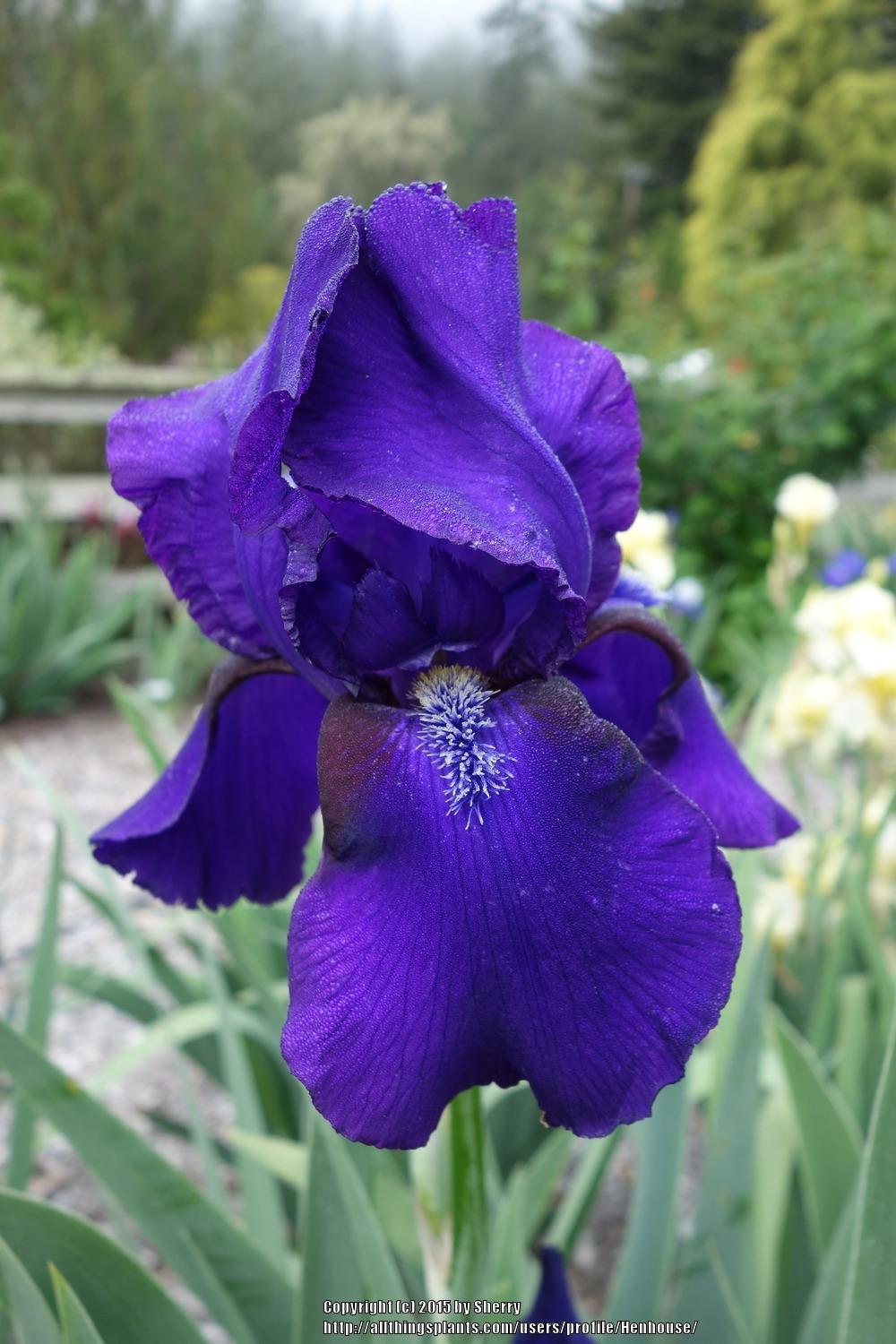 Photo of Tall Bearded Iris (Iris 'Father Rigney') uploaded by Henhouse