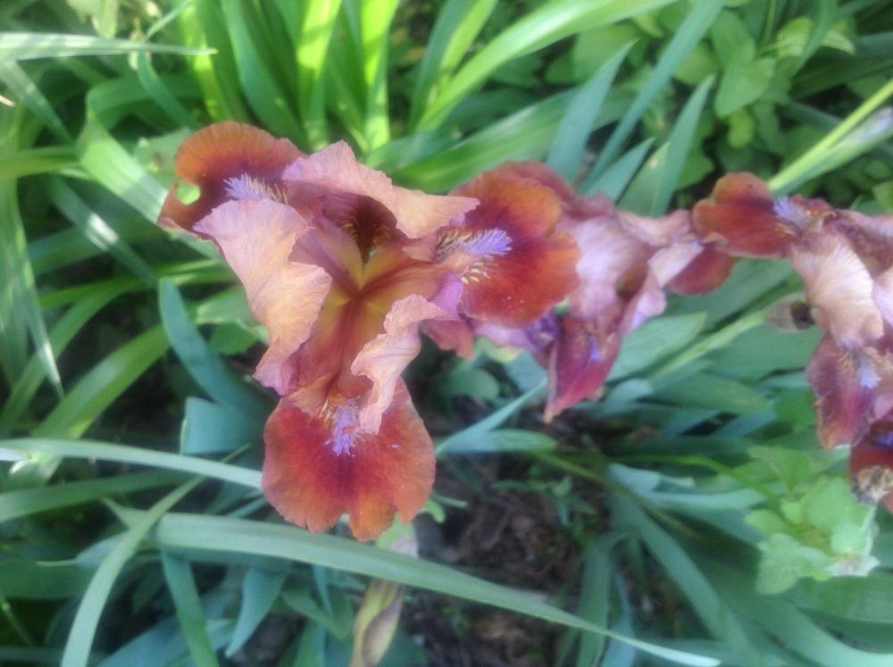 Photo of Standard Dwarf Bearded Iris (Iris 'Tantara') uploaded by Lilydaydreamer