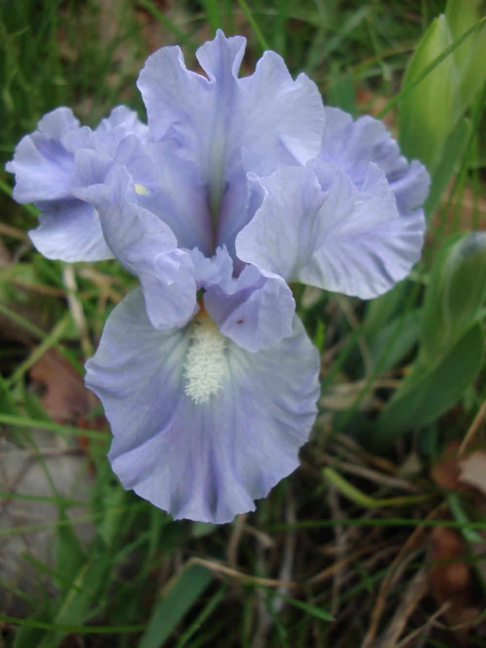 Photo of Standard Dwarf Bearded Iris (Iris 'Clear Blue Sky') uploaded by Paul2032