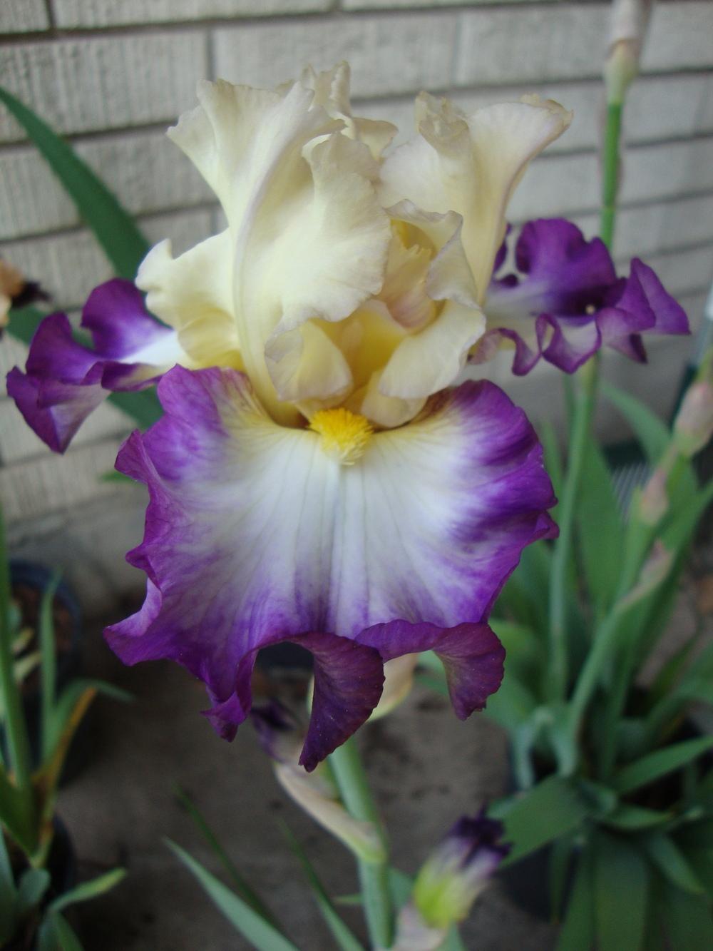 Photo of Tall Bearded Iris (Iris 'Day on the Bay') uploaded by Paul2032