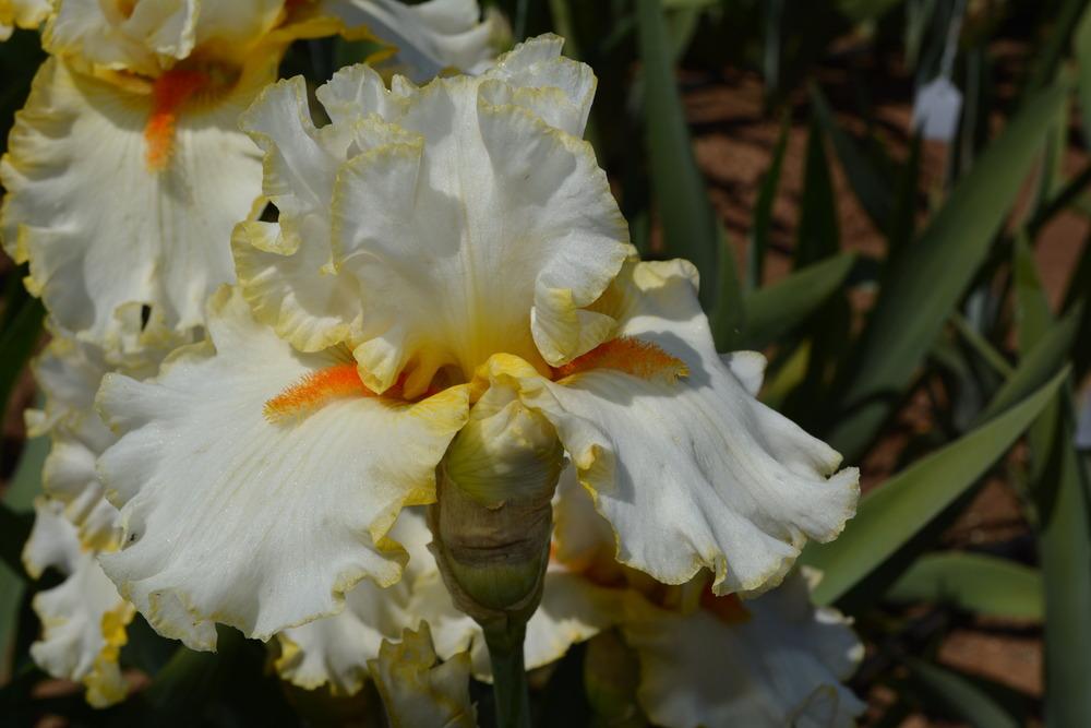 Photo of Tall Bearded Iris (Iris 'Stolen Sweets') uploaded by Phillipb2