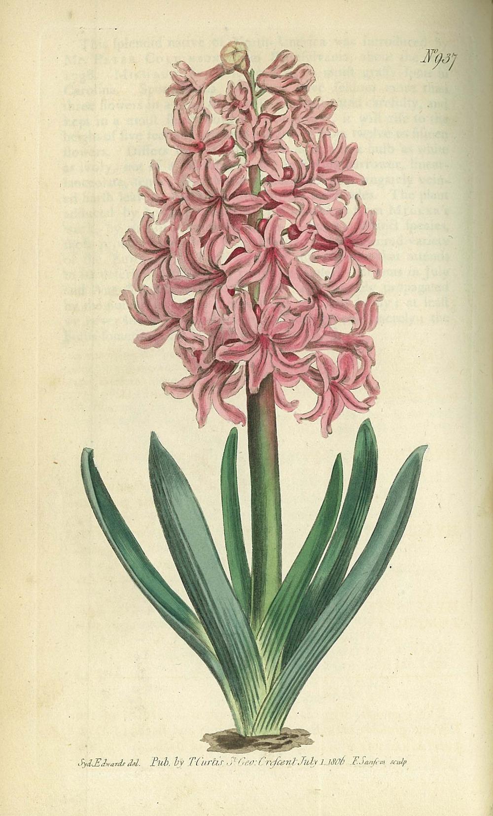 Photo of Hyacinth (Hyacinthus orientalis) uploaded by admin