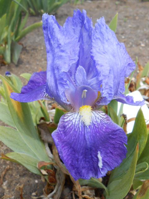 Photo of Intermediate Bearded Iris (Iris 'Elizabeth Huntington') uploaded by crowrita1