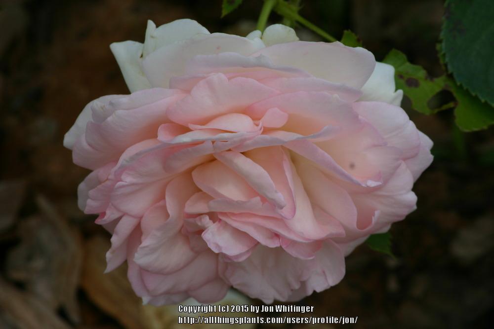 Photo of Rose (Rosa 'Pierre de Ronsard') uploaded by jon