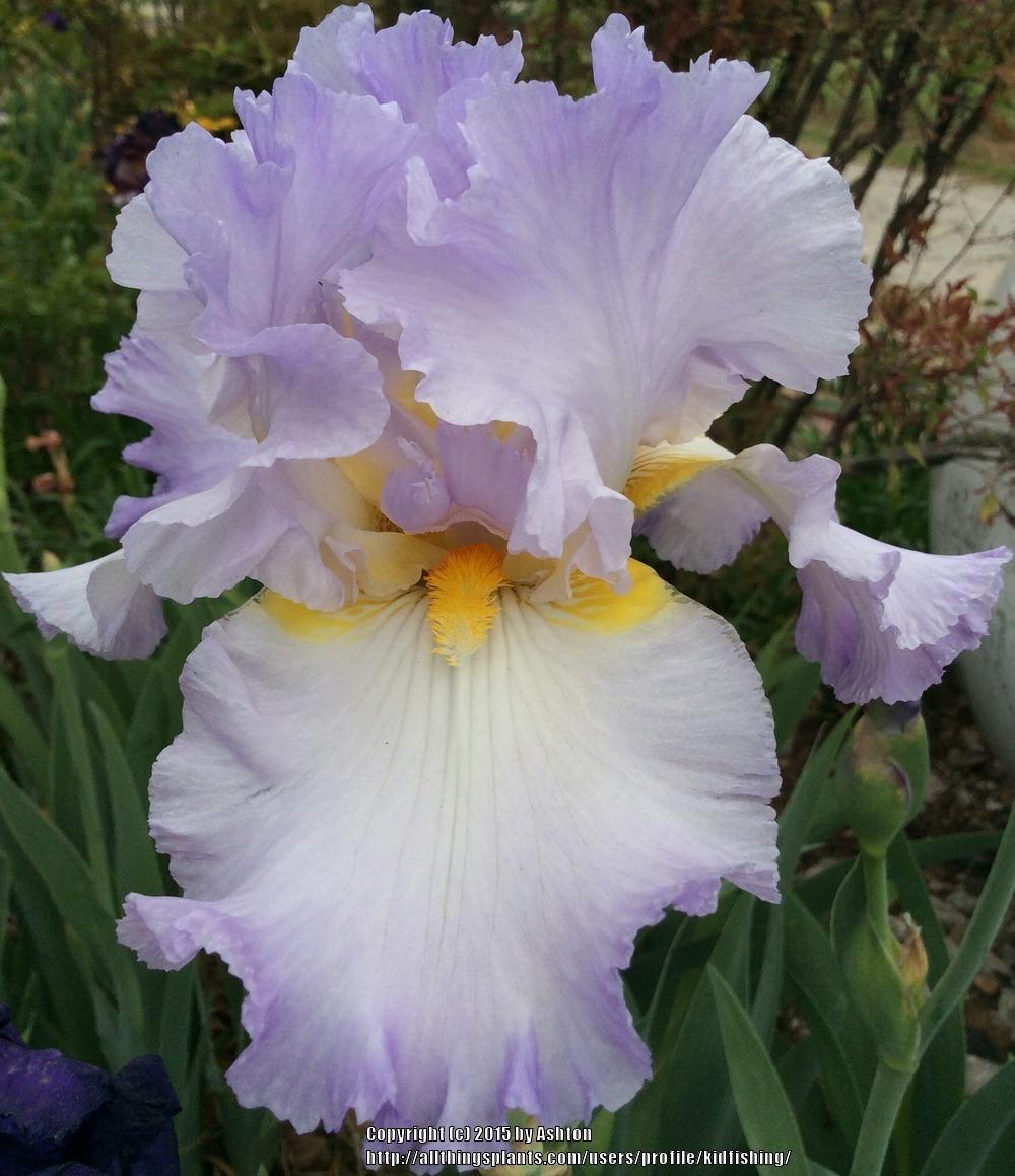 Photo of Tall Bearded Iris (Iris 'Sharlee') uploaded by kidfishing