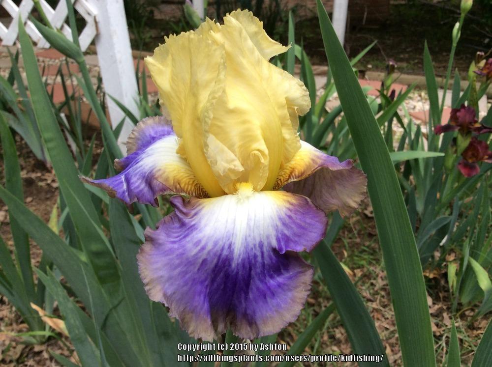 Photo of Tall Bearded Iris (Iris 'Definition') uploaded by kidfishing