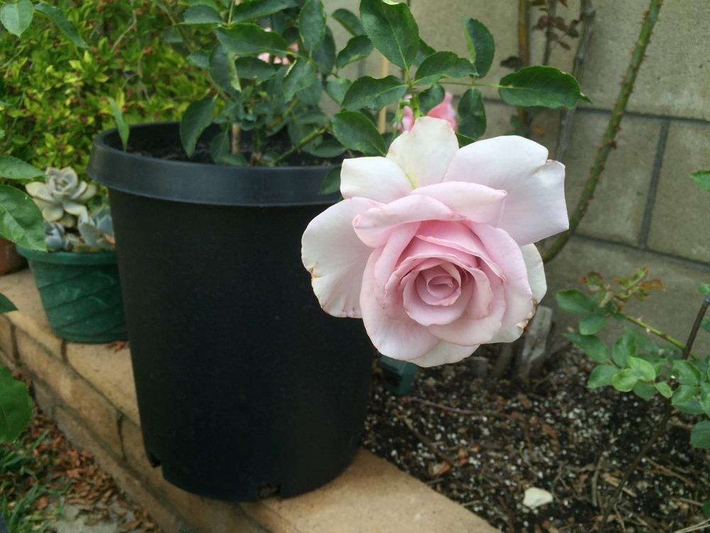 Photo of Rose (Rosa 'Lagerfeld') uploaded by mattmackay22