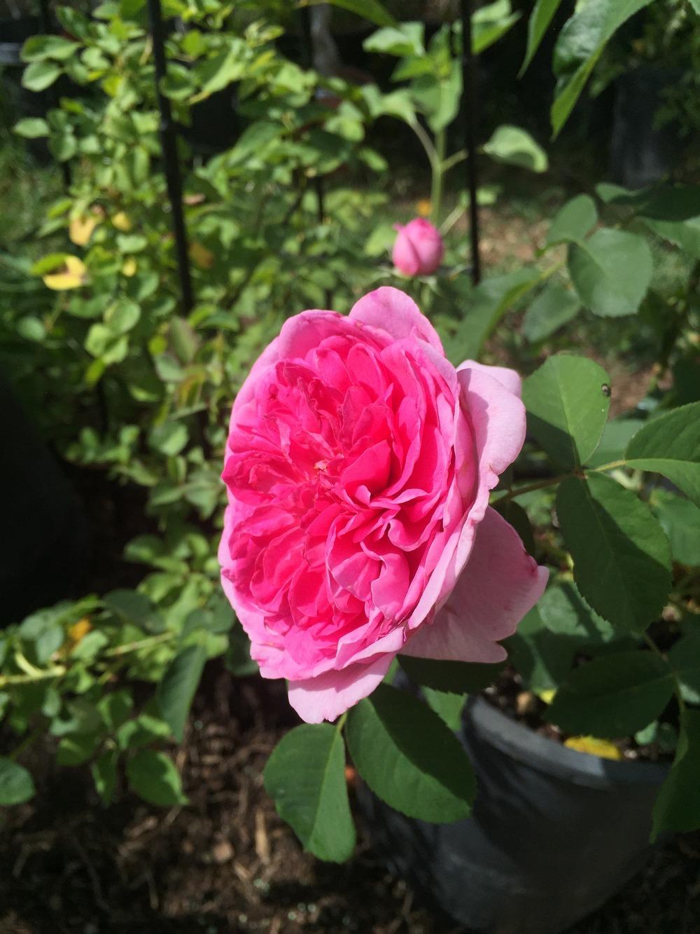 Photo of Rose (Rosa 'Gertrude Jekyll') uploaded by mattmackay22