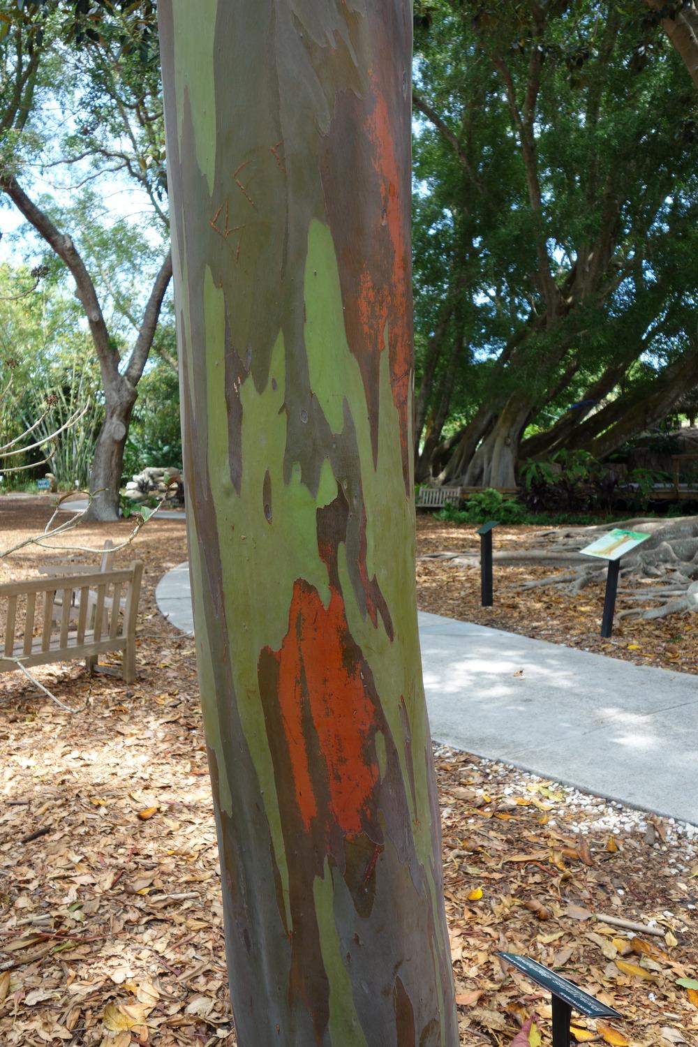 Photo of Rainbow Eucalyptus (Eucalyptus deglupta) uploaded by mellielong