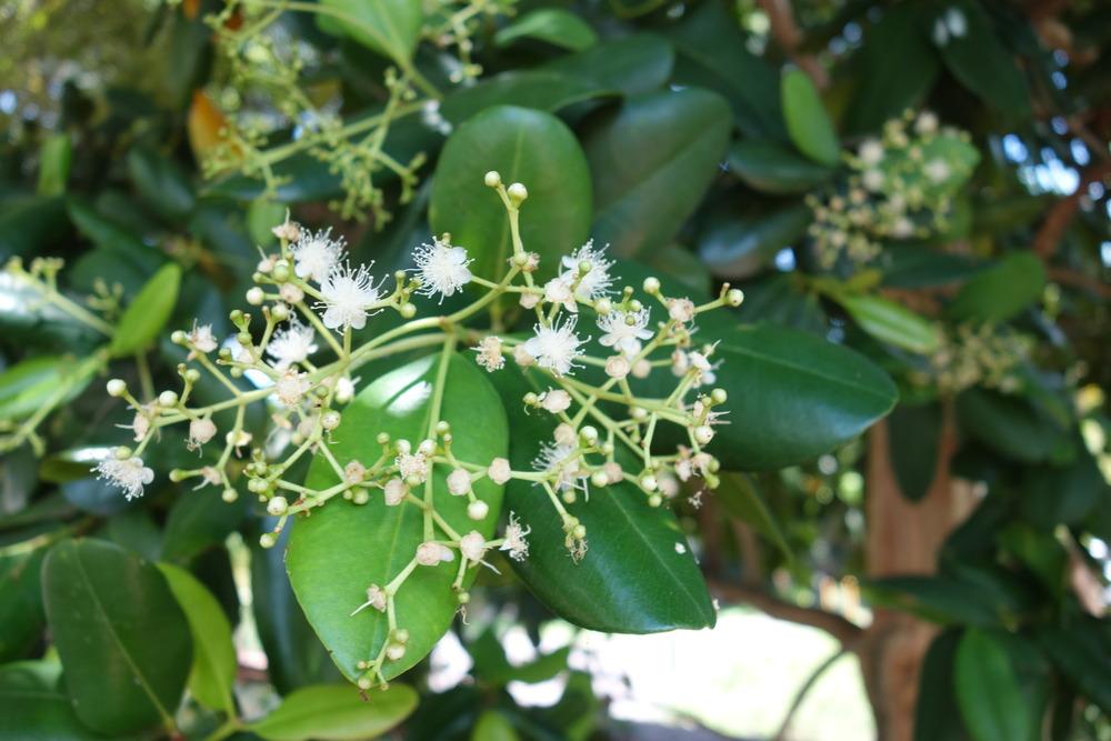 Photo of Bay Rum Tree (Pimenta racemosa) uploaded by mellielong