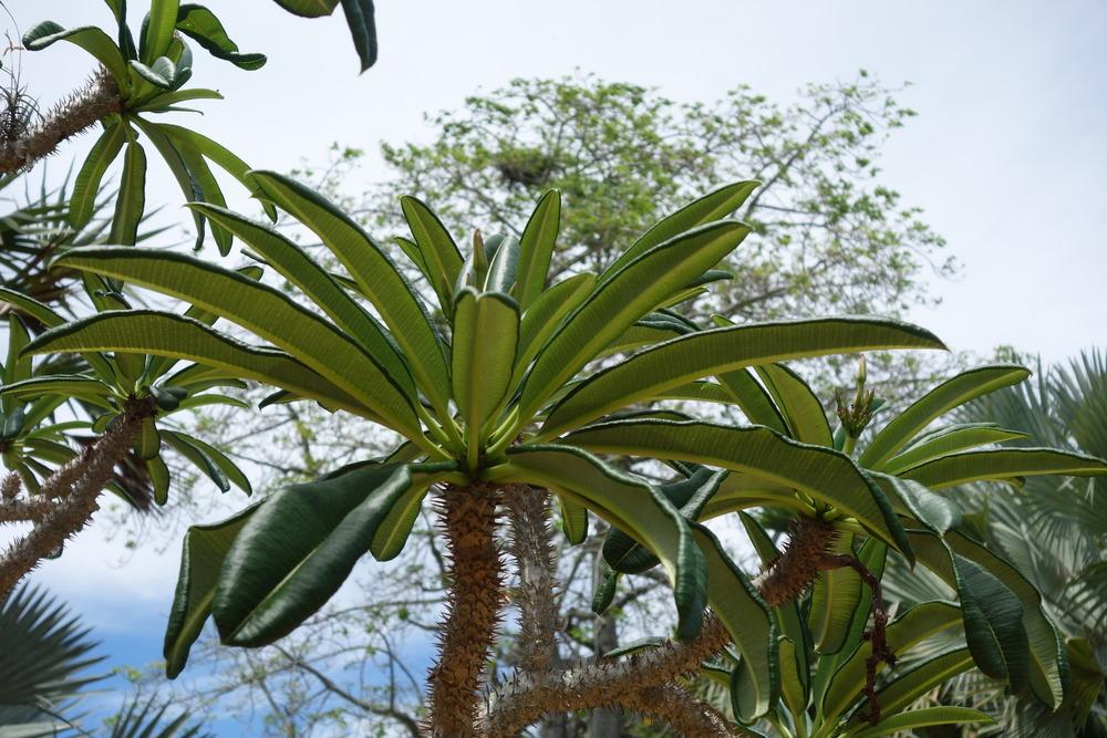 Photo of Madagascar Palm (Pachypodium lamerei) uploaded by mellielong
