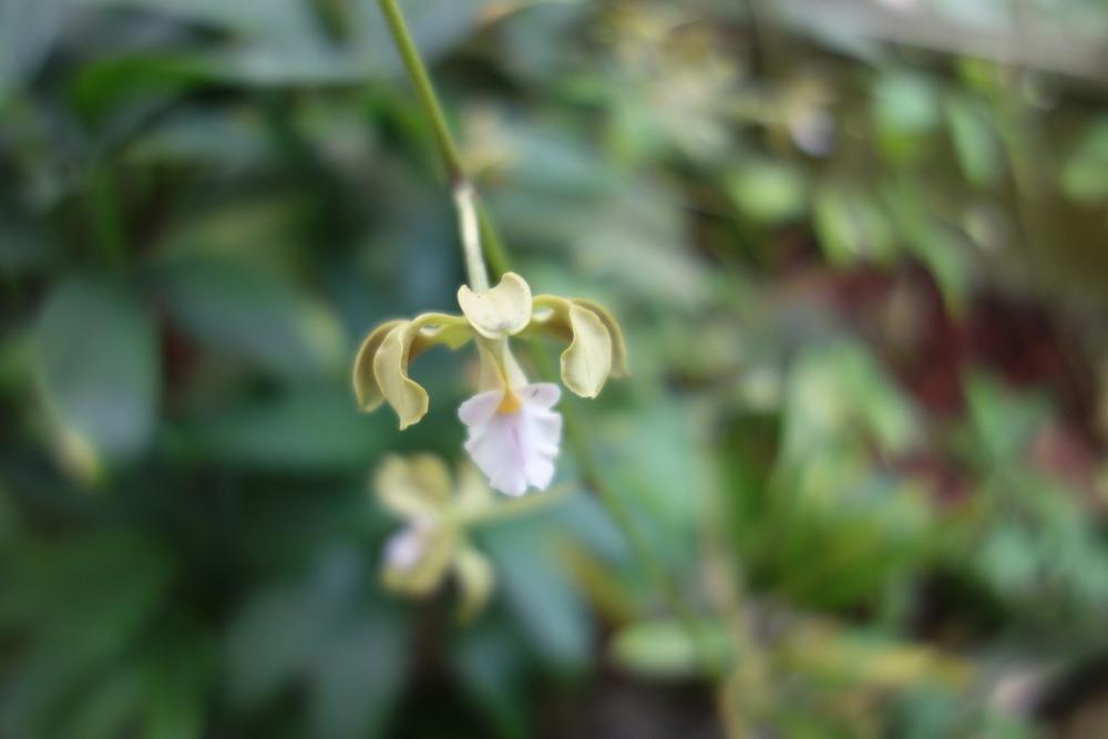 Photo of Encyclia Orchid (Encyclia osmantha) uploaded by mellielong