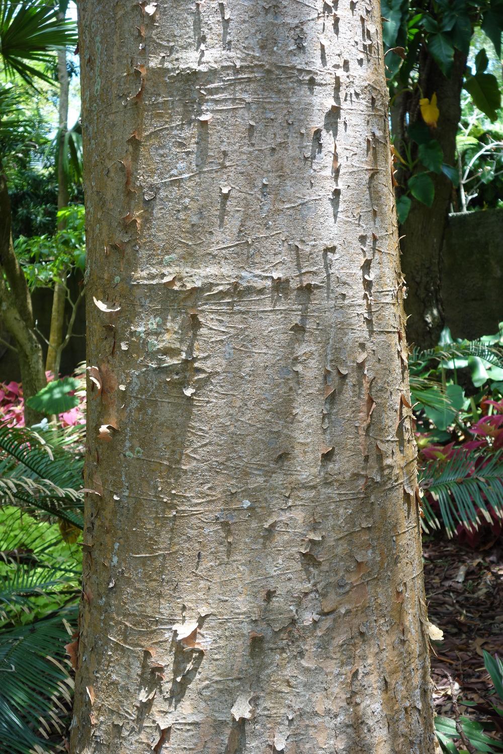 Photo of Queensland Kauri (Agathis robusta) uploaded by mellielong