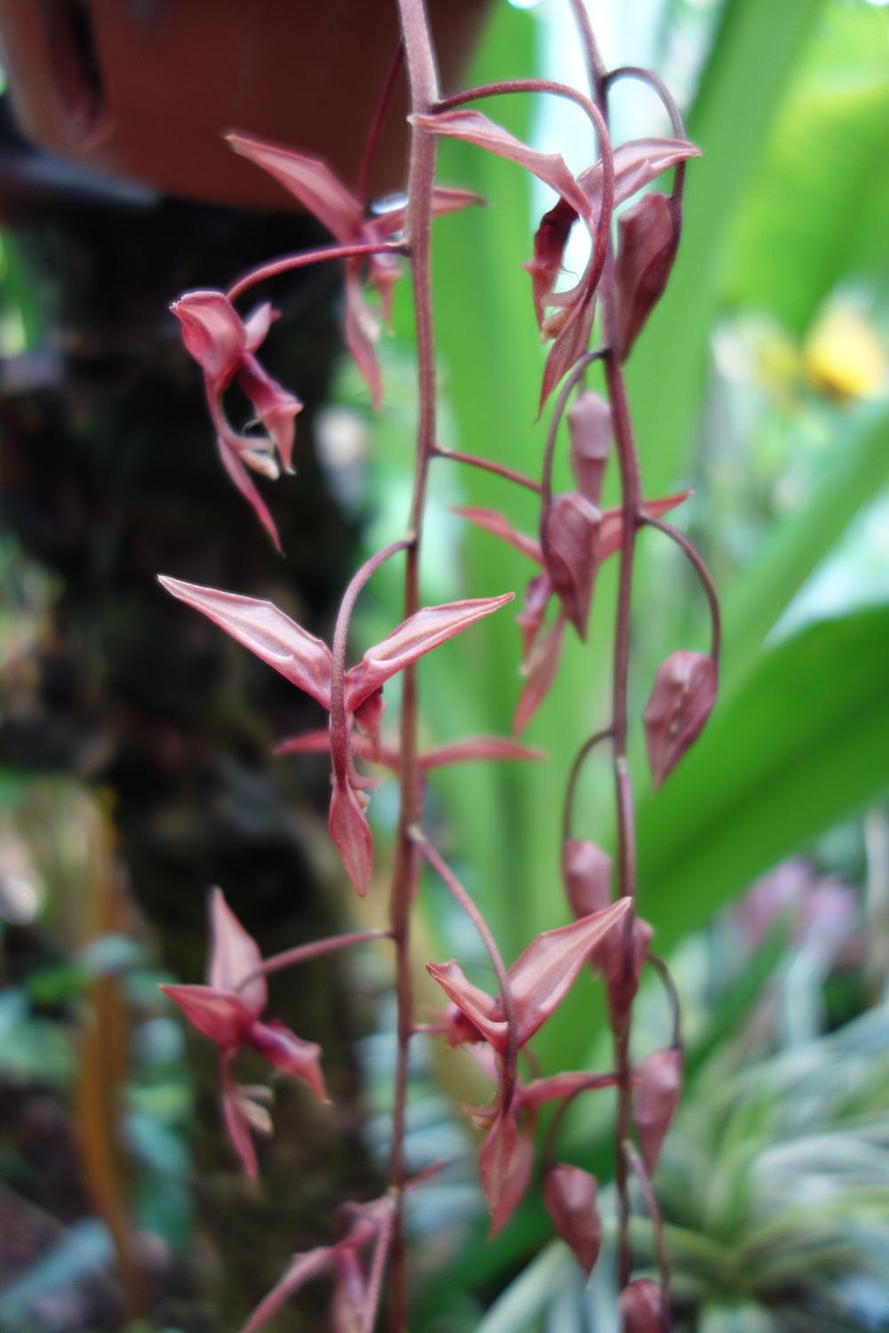 Photo of Orchid (Gongora latibasis) uploaded by mellielong