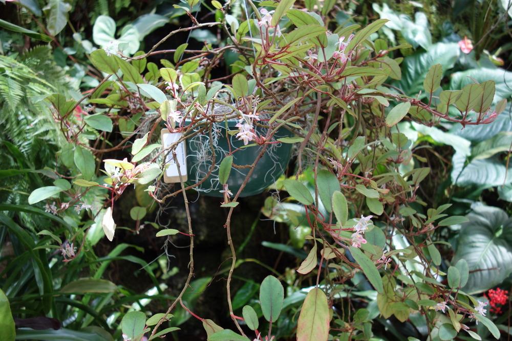 Photo of Begonia (Begonia kisuluana) uploaded by mellielong