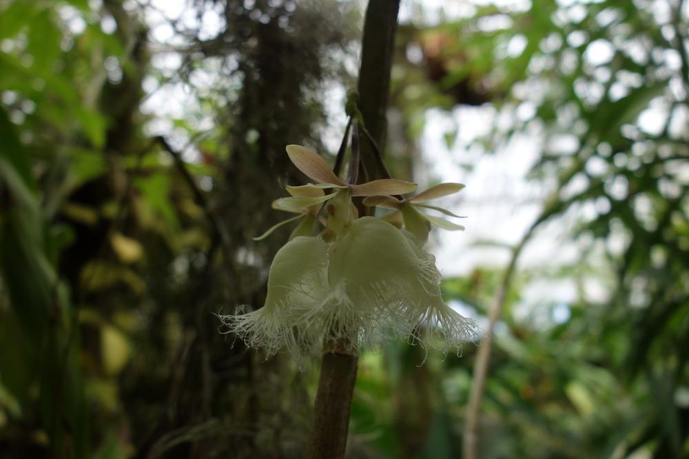 Photo of Orchid (Epidendrum ilense) uploaded by mellielong