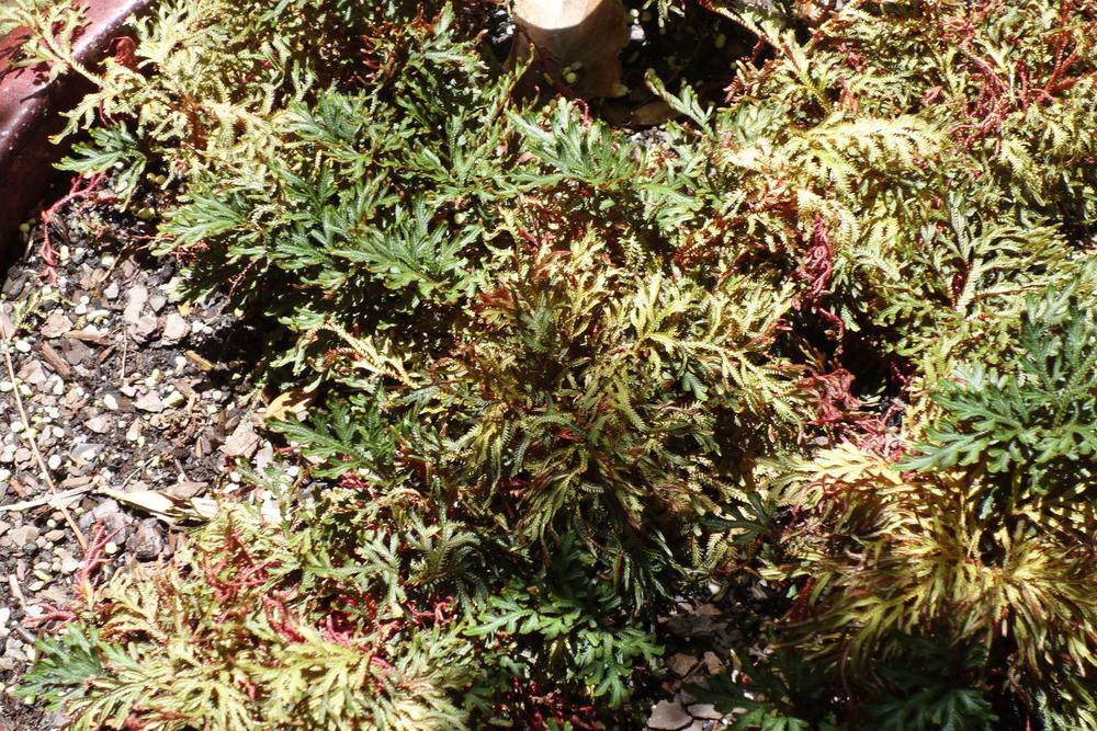 Photo of Spikemoss (Selaginella erythropus 'Sanguinea') uploaded by mellielong