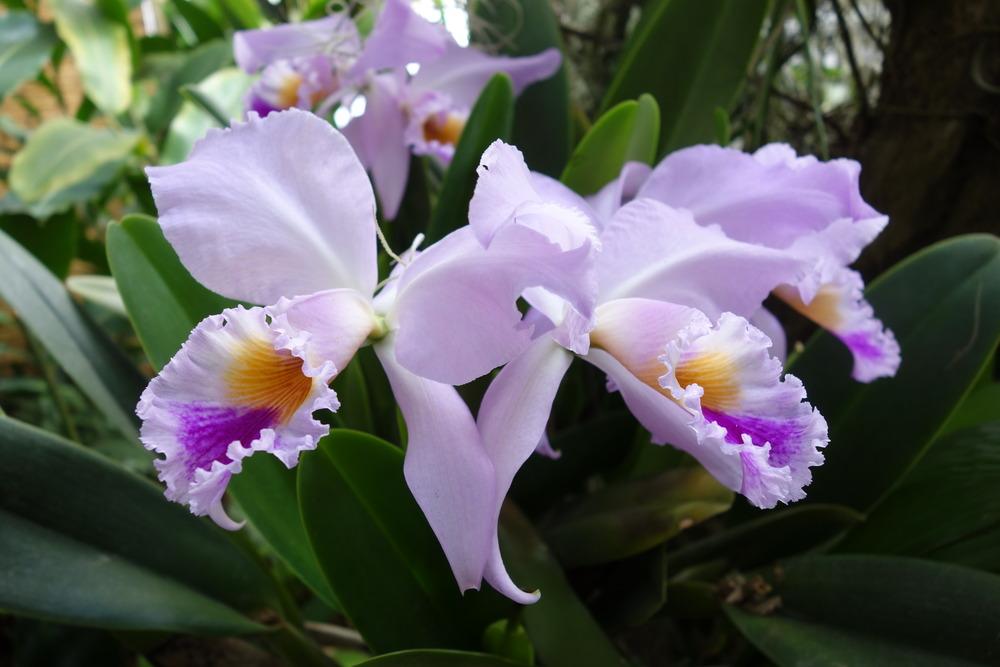 Photo of Orchid (Cattleya gaskelliana) uploaded by mellielong