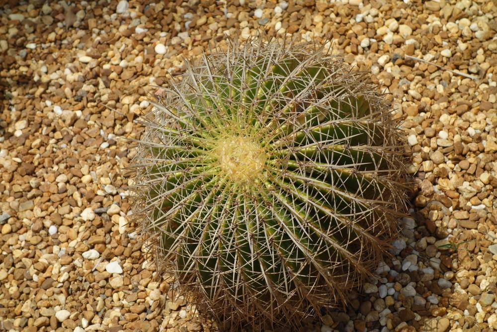 Photo of Golden Barrel Cactus (Kroenleinia grusonii) uploaded by mellielong