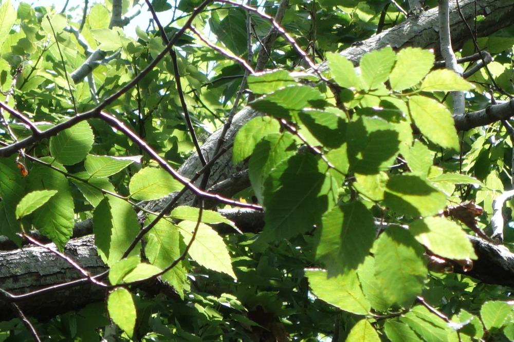 Photo of American Elm (Ulmus americana) uploaded by mellielong