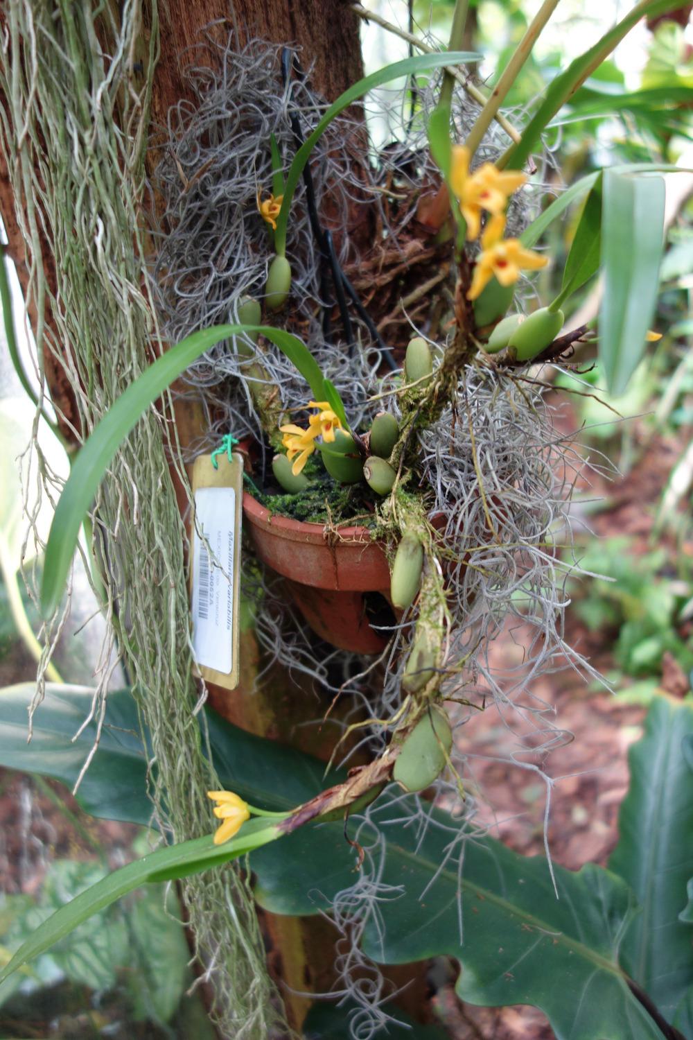 Photo of Orchid (Maxillaria variabilis) uploaded by mellielong