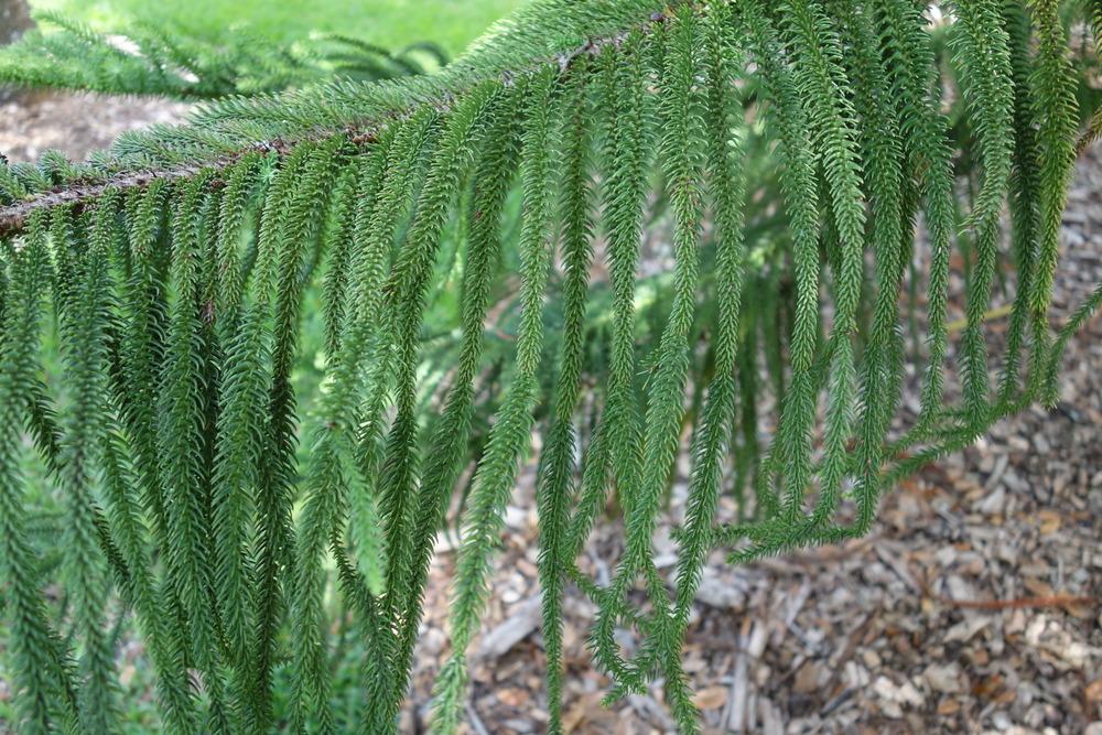 Photo of Norfolk Island Pine (Araucaria heterophylla) uploaded by mellielong