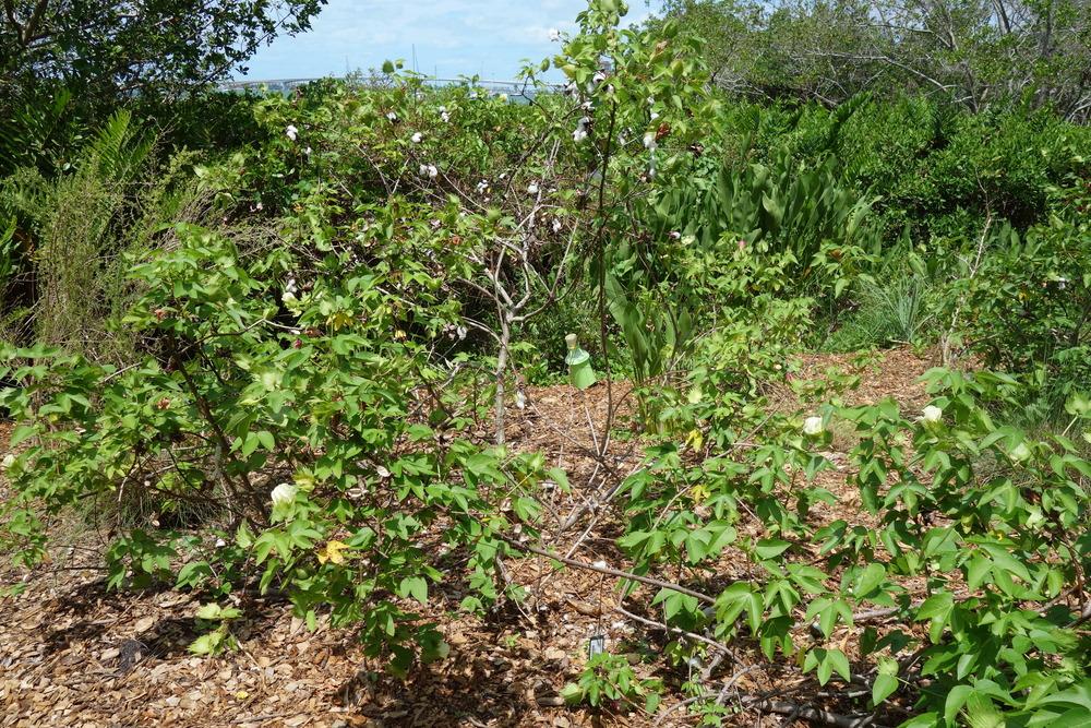 Photo of Upland Cotton (Gossypium hirsutum) uploaded by mellielong