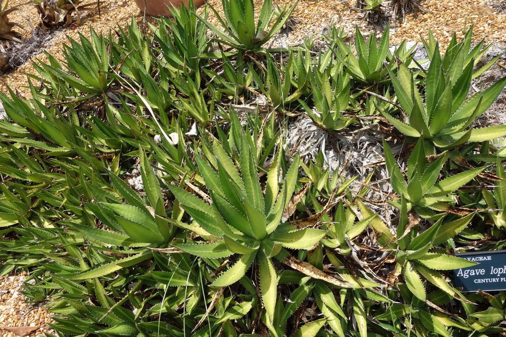 Photo of Maguey Mezortillo (Agave lophantha) uploaded by mellielong