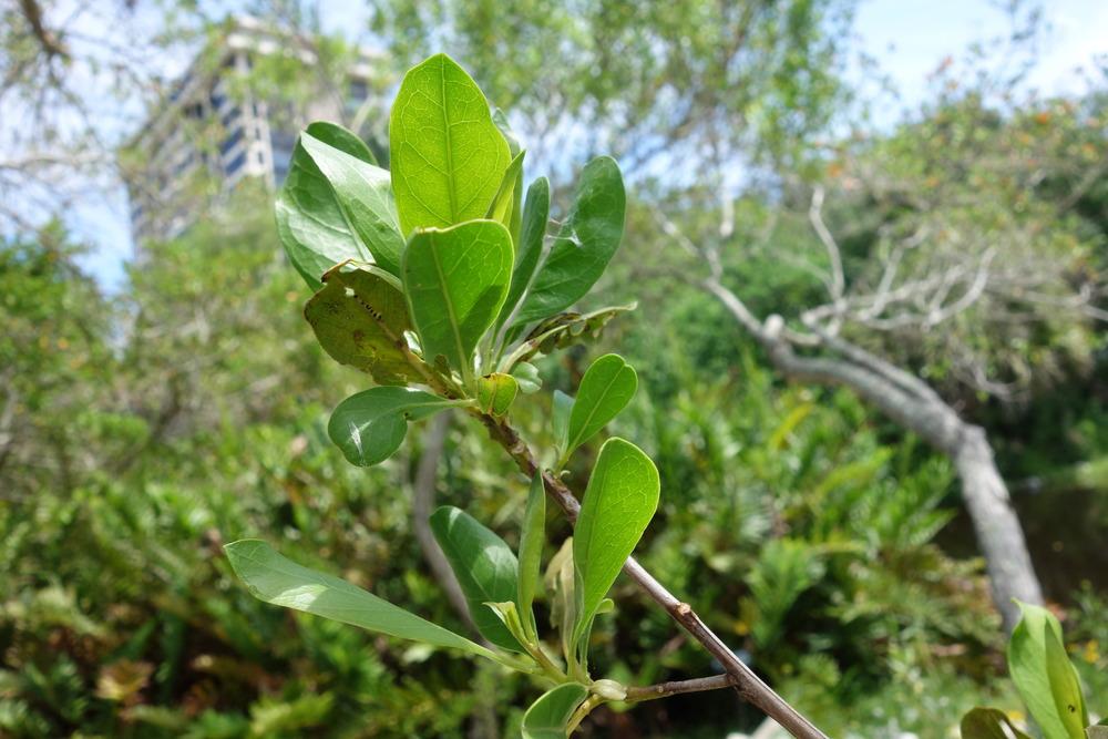 Photo of Buttonwood (Conocarpus erectus) uploaded by mellielong