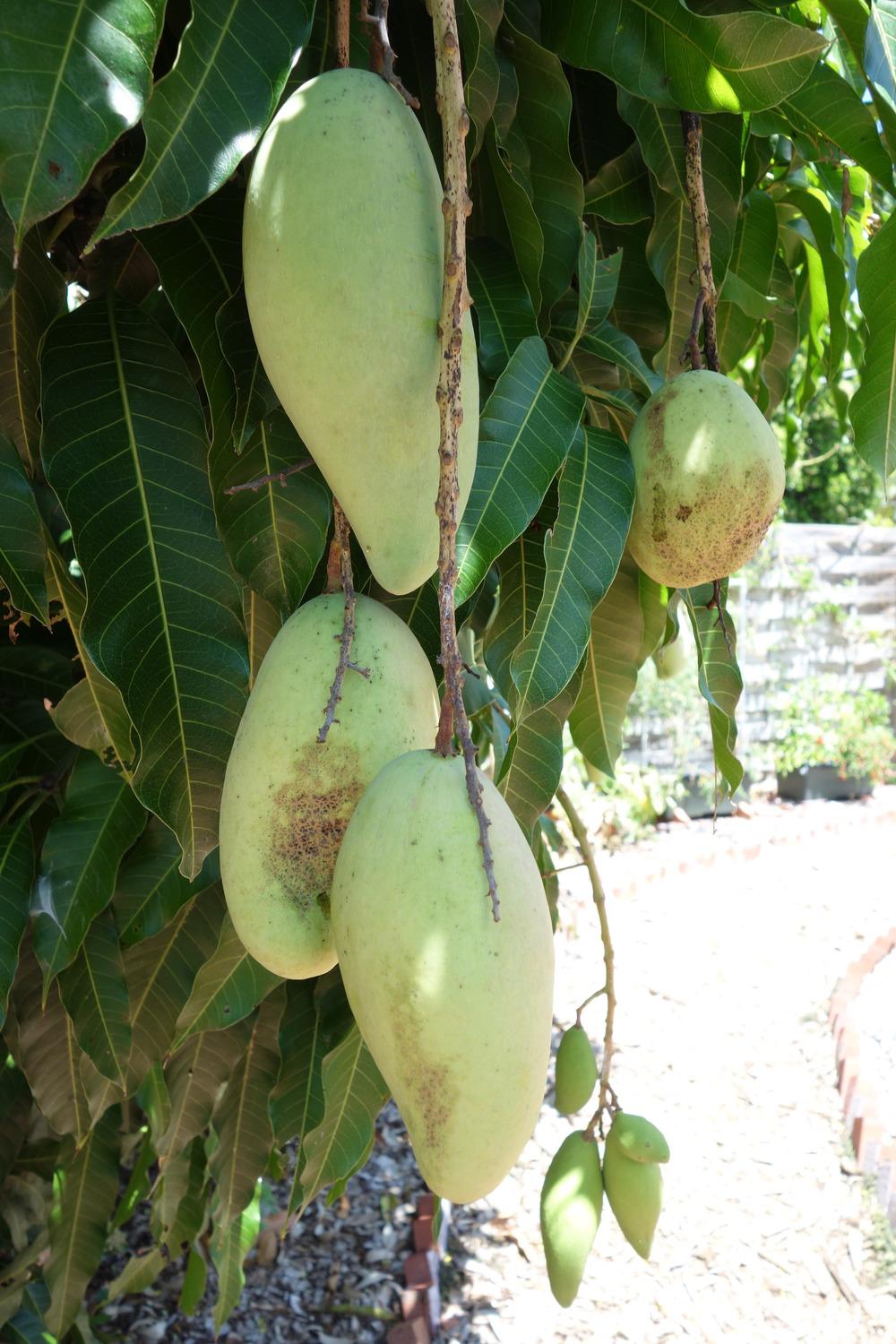 Photo of Common Mango (Mangifera indica 'Nam Dok Mai') uploaded by mellielong