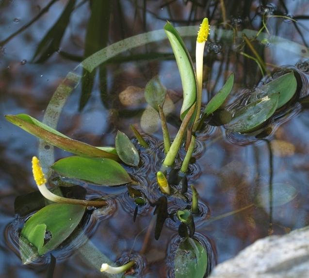 Photo of Golden Club (Orontium aquaticum) uploaded by plantrob