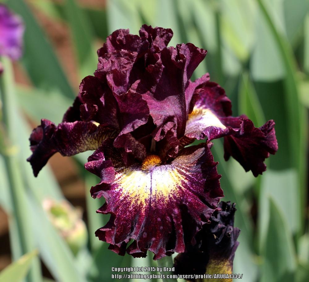 Photo of Tall Bearded Iris (Iris 'Tunnel Vision') uploaded by ARUBA1334