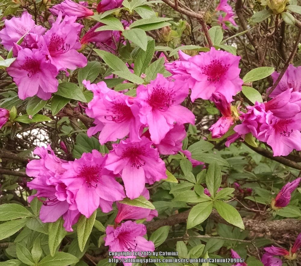 Photo of Korean Azalea (Rhododendron yedoense f. poukhanense) uploaded by Catmint20906