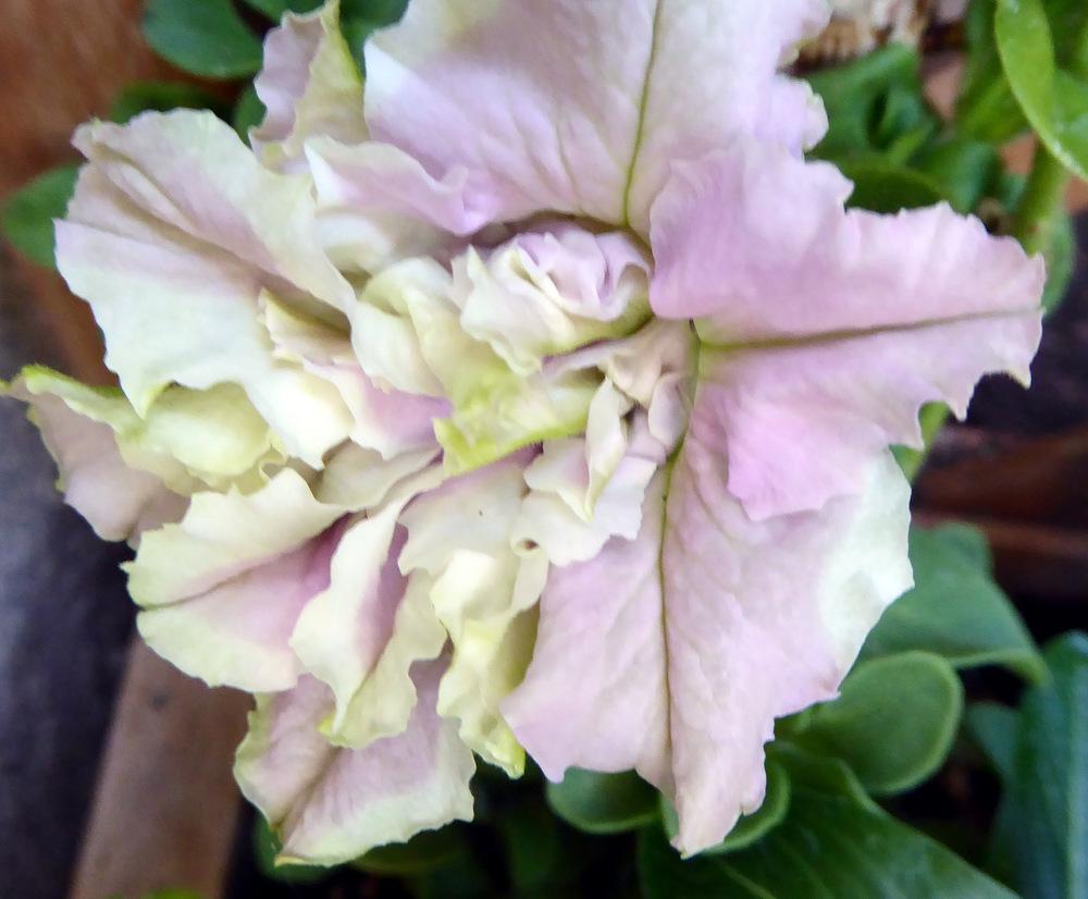 Photo of Double Grandiflora Petunia (Petunia 'Double Cascade Soft Pink') uploaded by JulieB