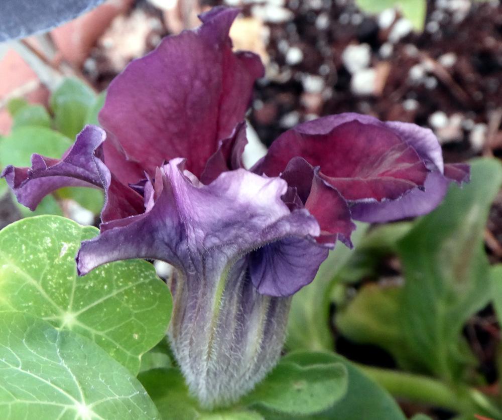 Photo of Double Grandiflora Petunia (Petunia 'Double Cascade Blue') uploaded by JulieB