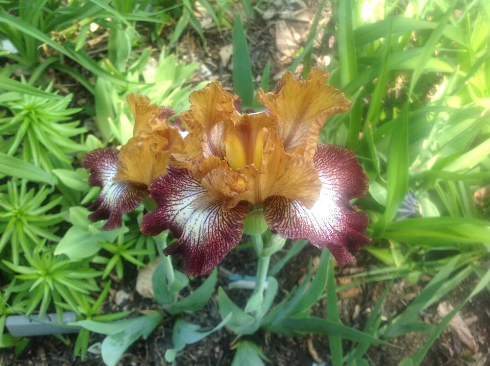 Photo of Intermediate Bearded Iris (Iris 'Broadway Baby') uploaded by Lilydaydreamer