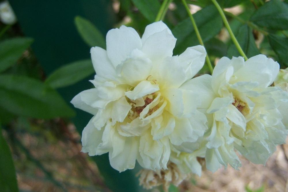 Photo of White Lady Banks (Rosa banksiae) uploaded by admin