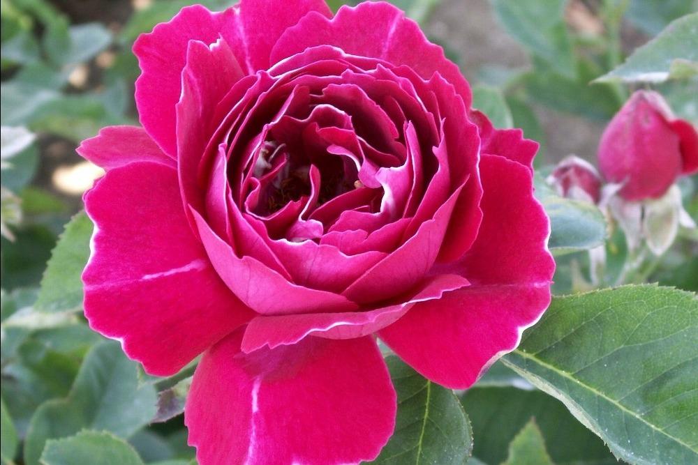 Photo of Rose (Rosa 'Baron Girod de l'Ain') uploaded by admin