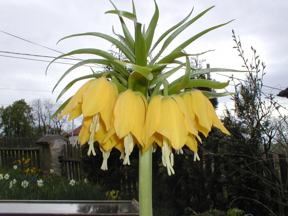 Photo of Crown Imperial Fritillary (Fritillaria imperialis 'Maxima Lutea') uploaded by admin