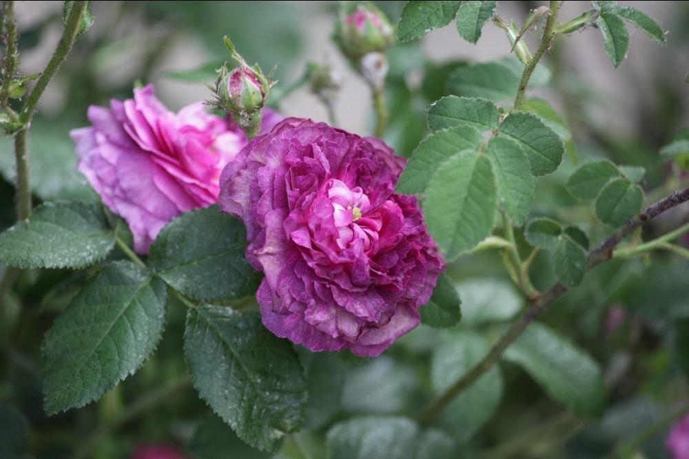 Photo of Rose (Rosa 'Belle de Crecy') uploaded by admin