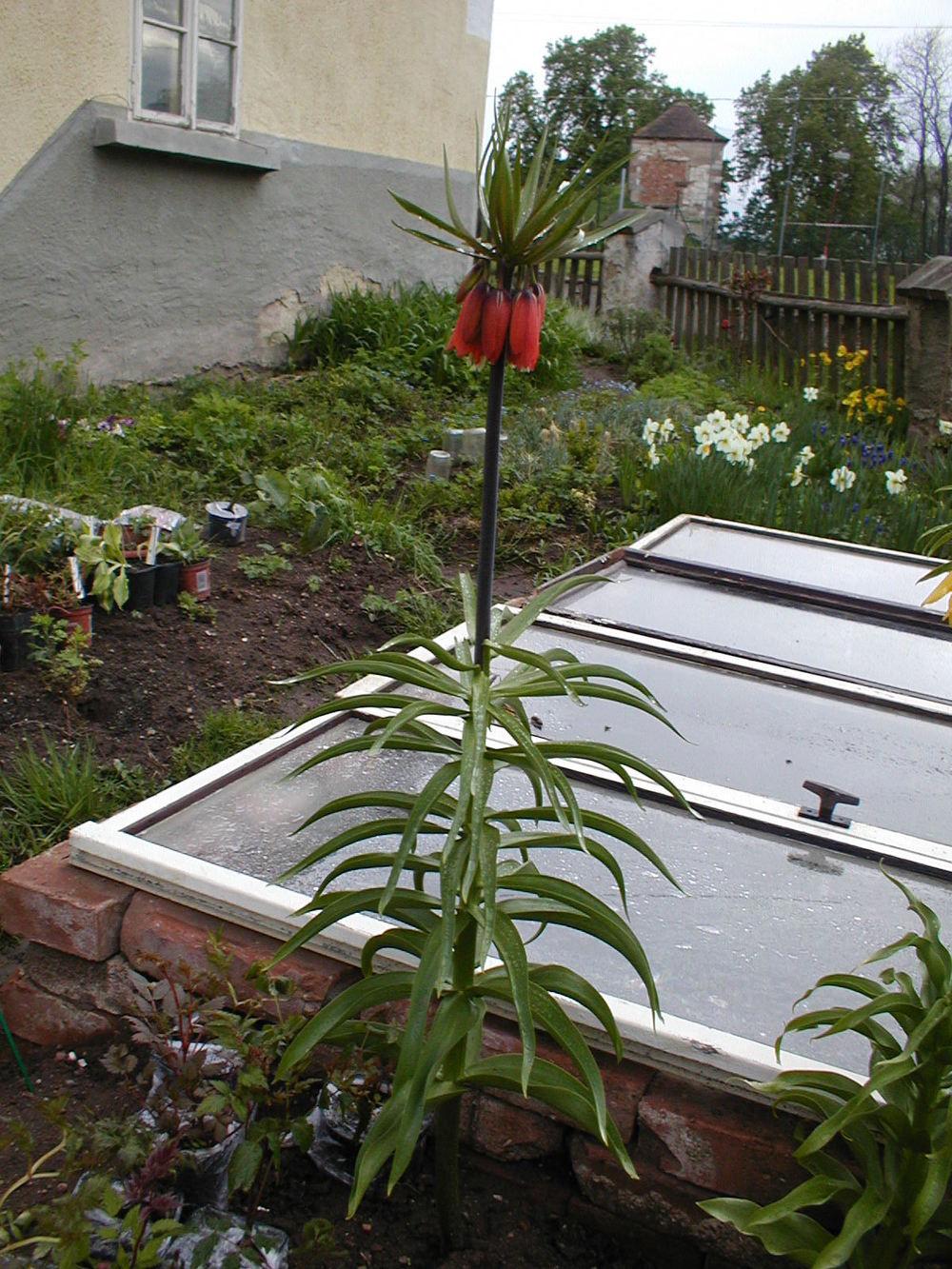 Photo of Crown Imperial Fritillaria (Fritillaria imperialis) uploaded by admin