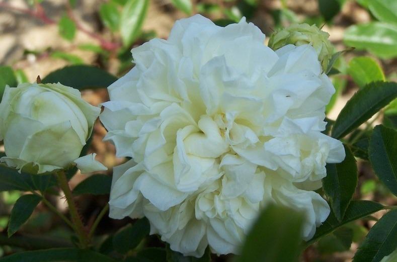 Photo of White Lady Banks (Rosa banksiae) uploaded by admin