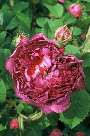 Photo of Rose (Rosa 'Belle de Crecy') uploaded by admin