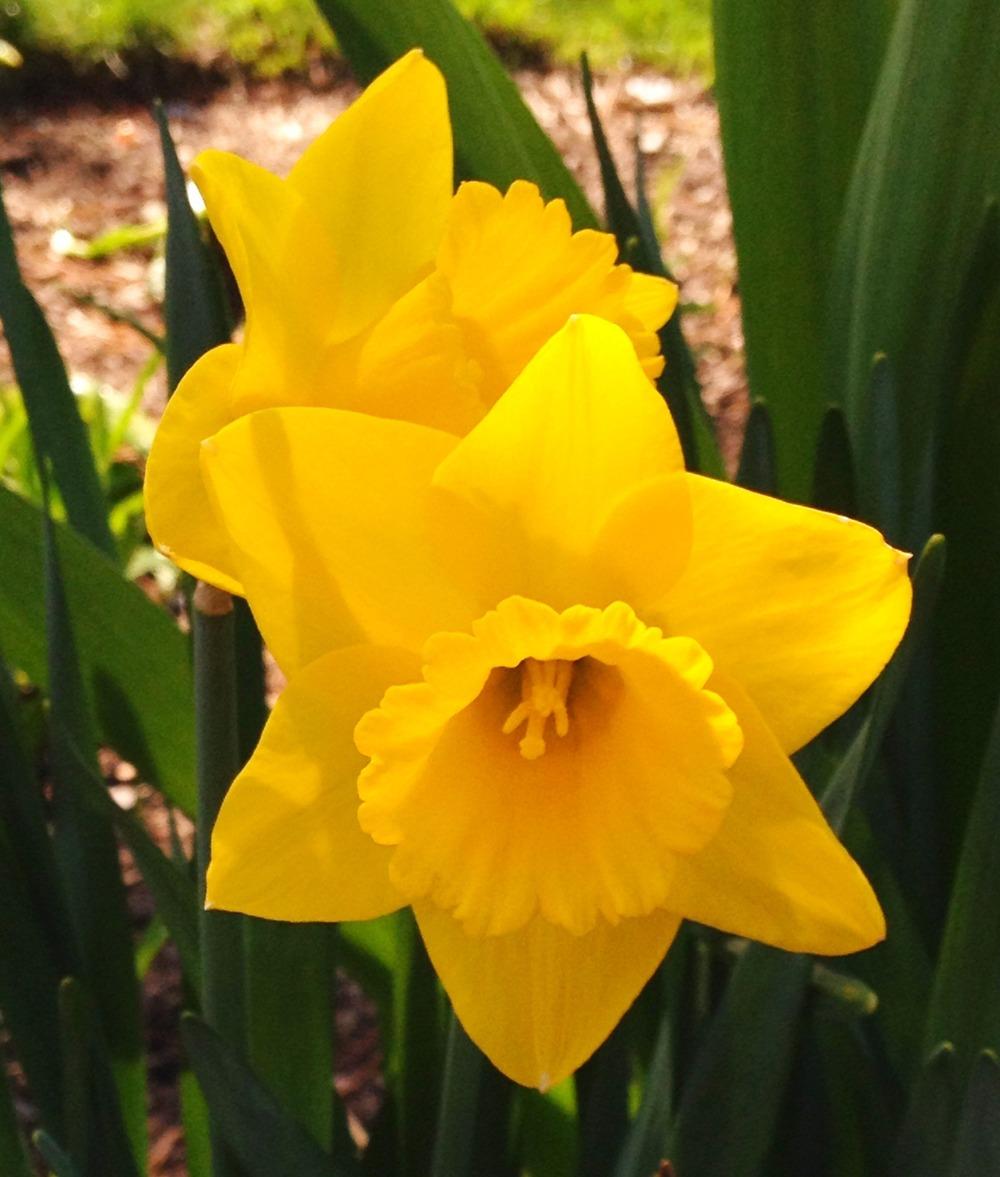 Photo of Trumpet Daffodil (Narcissus 'Arctic Gold') uploaded by bxncbx